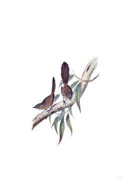 Vintage Large Tailed Wren Bird Illustration