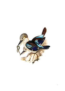 Vintage Leach’s Kingfisher Bird Illustration