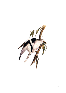 Vintage Letter Winged Kite Bird Illustration