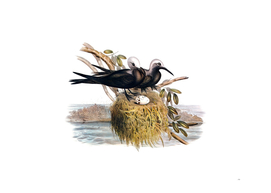 Vintage Lesser Noddy Bird Illustration
