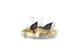 Vintage Lewin's Water Rail Bird Illustration