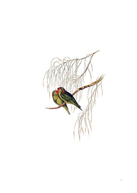 Vintage Little Lorikeet Bird Illustration