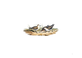 Vintage Little Sandpiper Bird Illustration