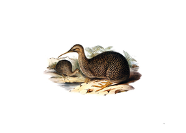 Vintage Little Spotted Or Gray Kiwi Bird Illustration
