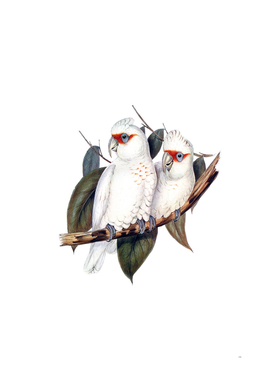 Vintage Long Billed Cockatoo Bird Illustration
