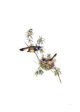 Vintage Long Billed Honeyeater Bird Illustration