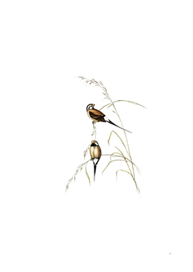 Vintage Long Tailed Grass Finch Bird Illustration