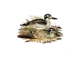 Vintage Long Billed Plover Bird Illustration