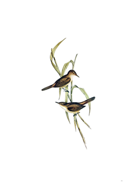 Vintage Long Billed Reed Warbler Bird Illustration