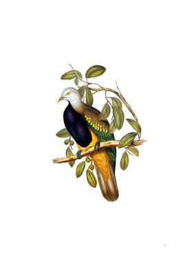 Vintage Magnificent Fruit Pigeon Bird Illustration