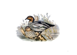 Vintage Maned Goose Bird Illustration