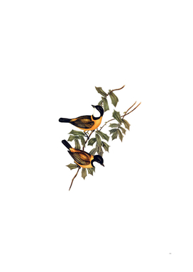 Vintage Mangrove Golden Whistler Bird Illustration