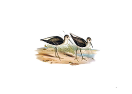 Vintage Marsh Sandpiper Bird Illustration