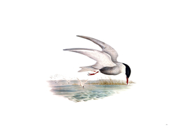 Vintage Marsh Tern Bird Illustration