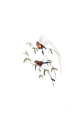 Vintage Masked Grass Finch Bird Illustration