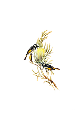 Vintage Moustached Honeyeater Bird Illustration
