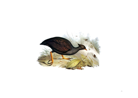 Vintage Mound Raising Megapode Bird Illustration