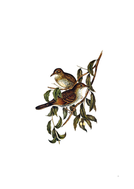 Vintage Moutain Thrush Bird Illustration