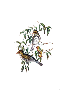 Vintage New South Wales Oriole Bird Illustration