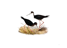 Vintage New Zealand Stilt Bird Illustration