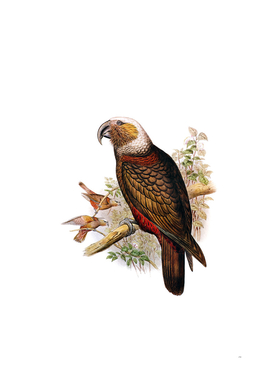 Vintage New Zealand Kaka Parrot Bird Illustration