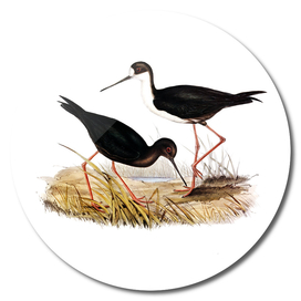 Vintage New Zealand Stilt Bird Illustration