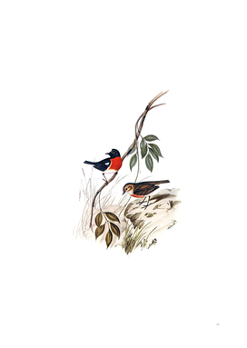 Vintage Norfolk Island Robin Bird Illustration