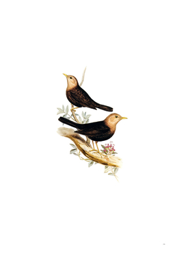 Vintage Norfolk Thrush Grey Headed Blackbird Bird