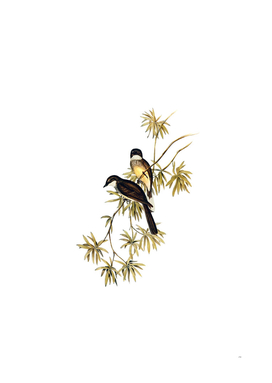 Vintage Northern Fantail Bird Illustration