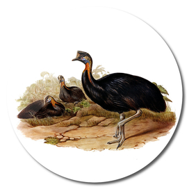 Vintage Northern One Wattled Cassowary Bird