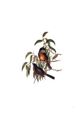 Vintage Olive Whistler Bird Illustration