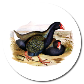 Vintage Notornis Takahe Bird Illustration