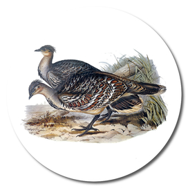 Vintage Ocellated Leipoa Bird Illustration