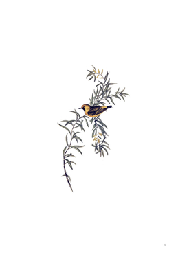Vintage Orange Fronted Chat Bird Illustration