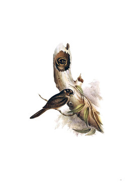 Vintage Owlet Nightjar Bird Illustration