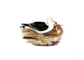 Vintage Pacific Gull Bird Illustration