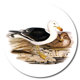 Vintage Pacific Gull Bird Illustration