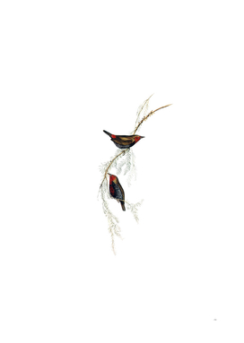 Vintage Painted Finch Bird Illustration