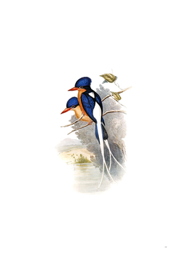 Vintage Paradise Kingfisher Bird Illustration