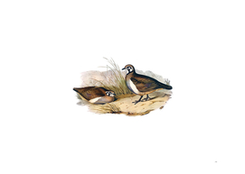 Vintage Partridge Bronze Wing Bird Illustration
