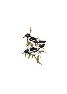 Vintage Pied Crow Shrike Bird Illustration