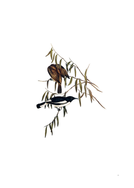 Vintage Pied Honeyeater Bird Illustration