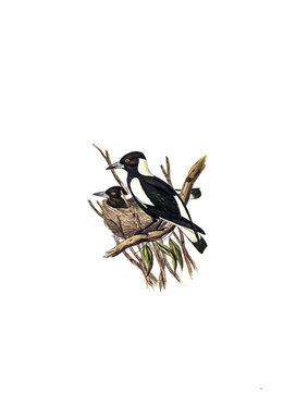 Vintage Piping Crow Shrike Bird Illustration