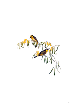 Vintage Plumed Honeyeater Bird Illustration