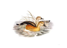 Vintage Plumed Whistling Duck Bird Illustration