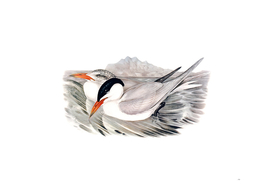 Vintage Powerful Tern Bird Illustration