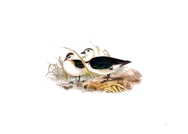 Vintage Pygmy Goose Bird Illustration