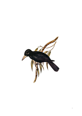 Vintage Quoy’s Crow Shrike Bird Illustration