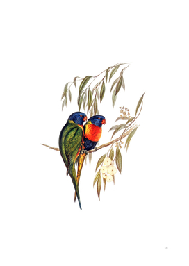 Vintage Rainbow Lorikeet Parrot Bird Illustration