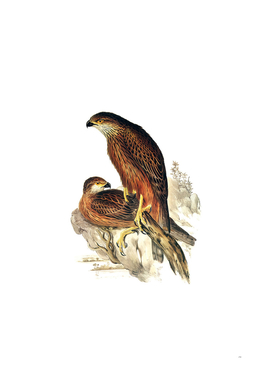 Vintage Radiated Goshawk Bird Illustration